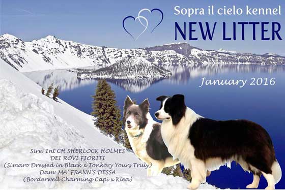 Allevamento_Border_Collie_chi_siamo