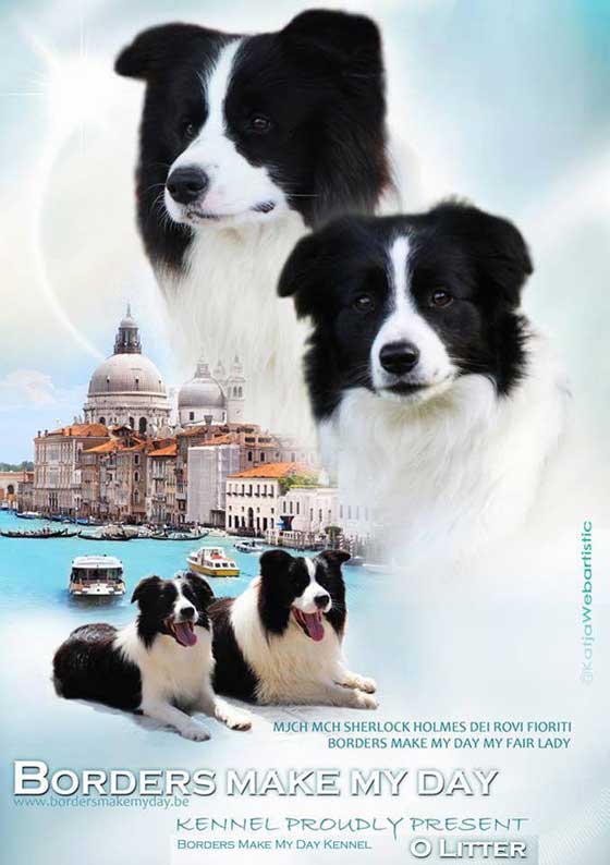 Allevamento_Border_Collie_chi_siamo