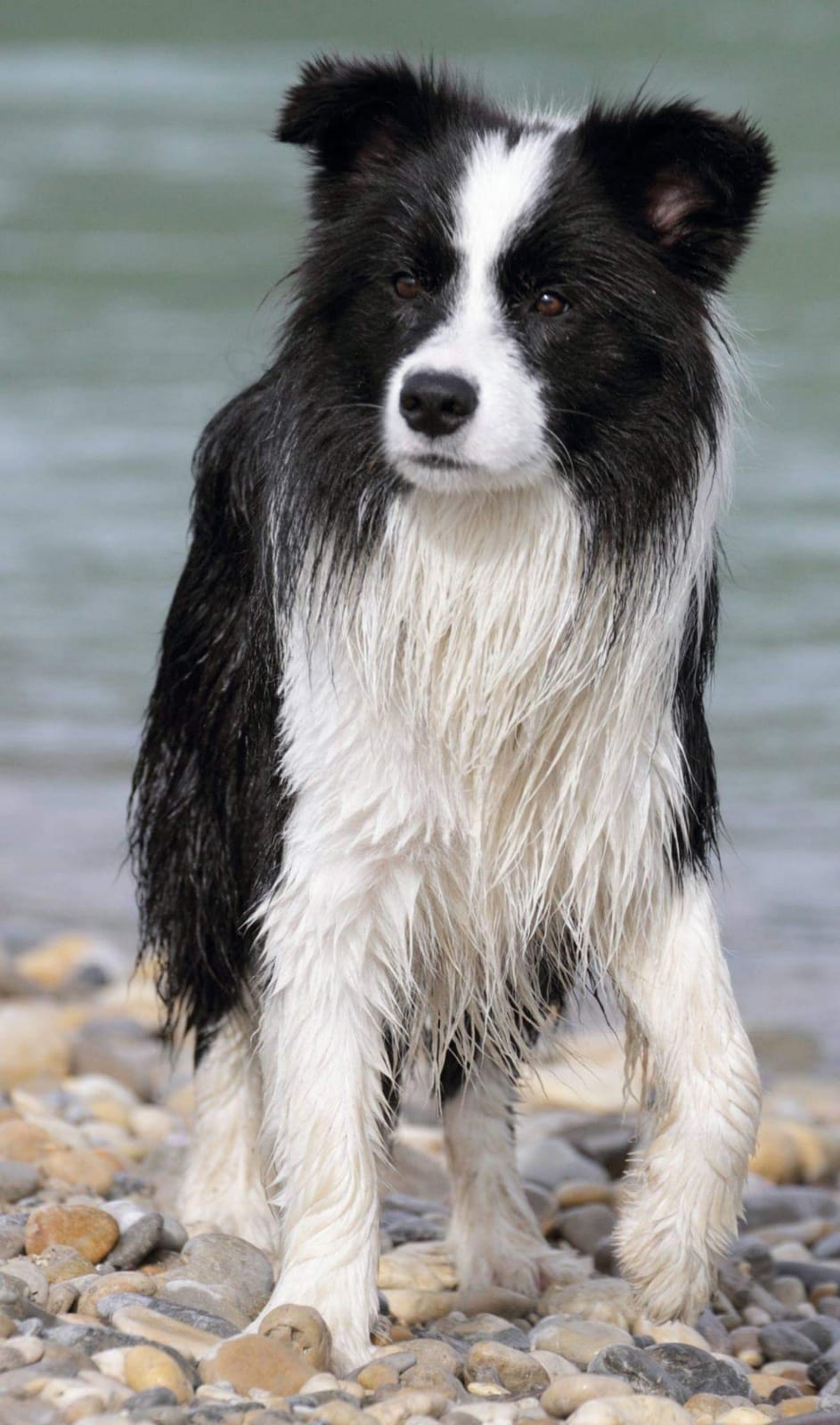 Border_collie_Watson