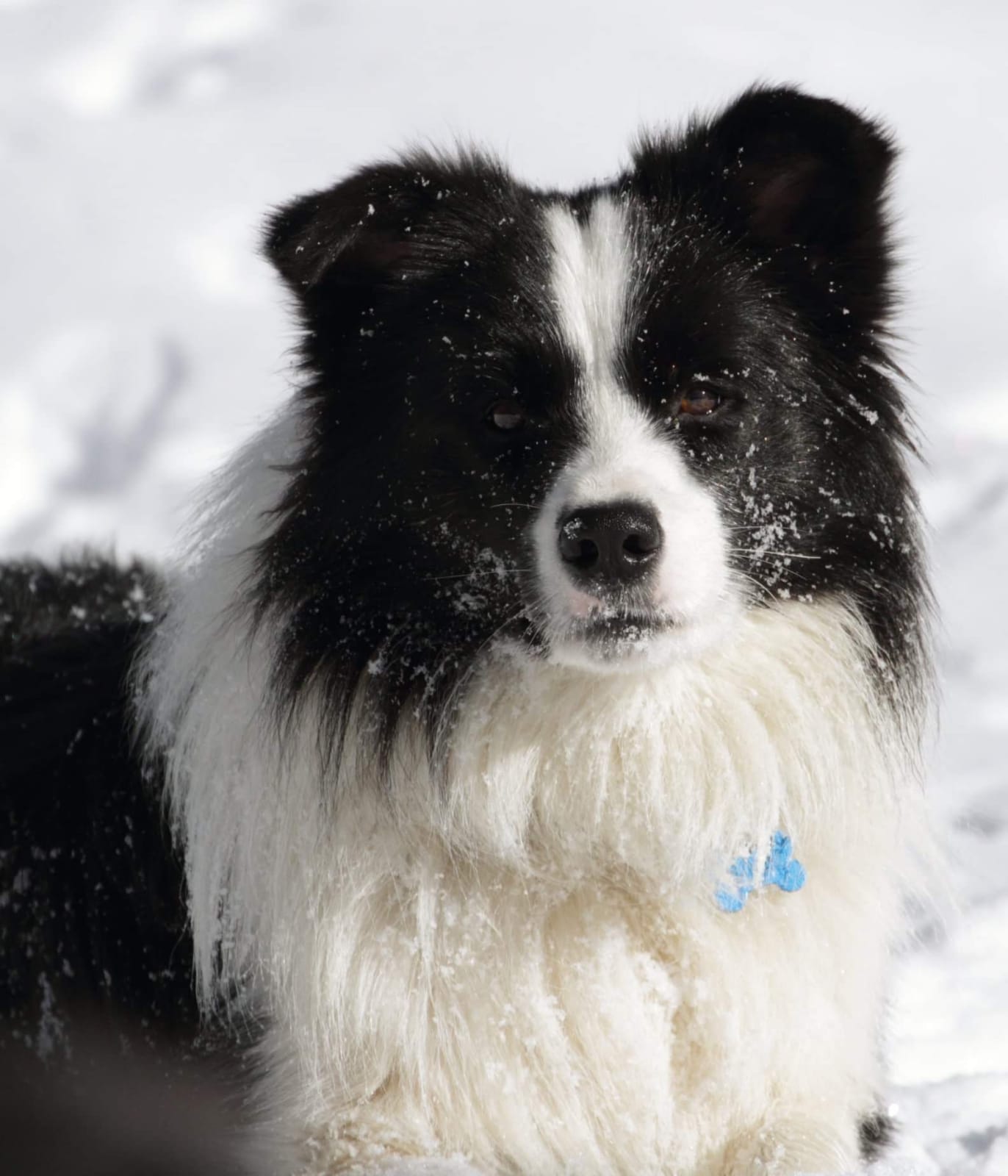 Allevamento_Border_Collie-Watson