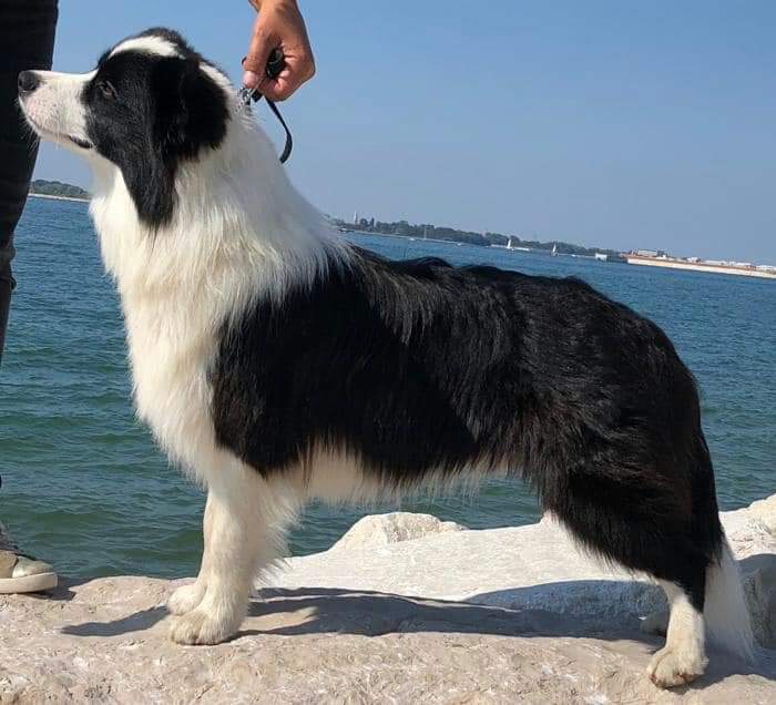 Allevamento_Border_Collie-Watson