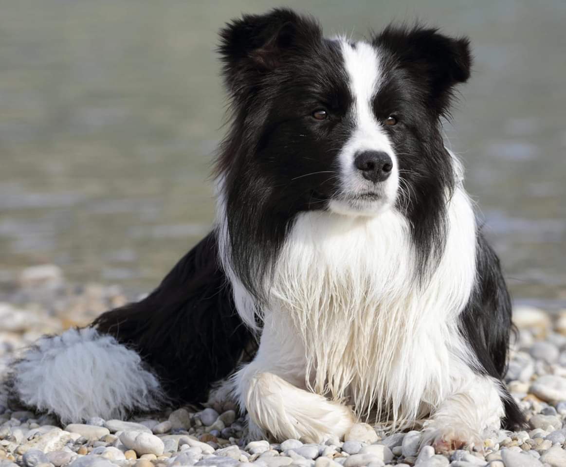 Border collie Watson