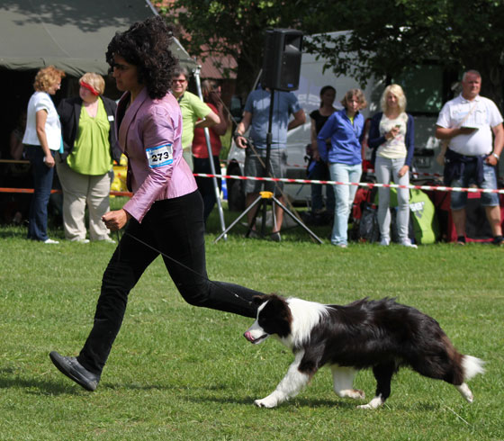 Allevamento Border_collie_Yoyo_Wendy