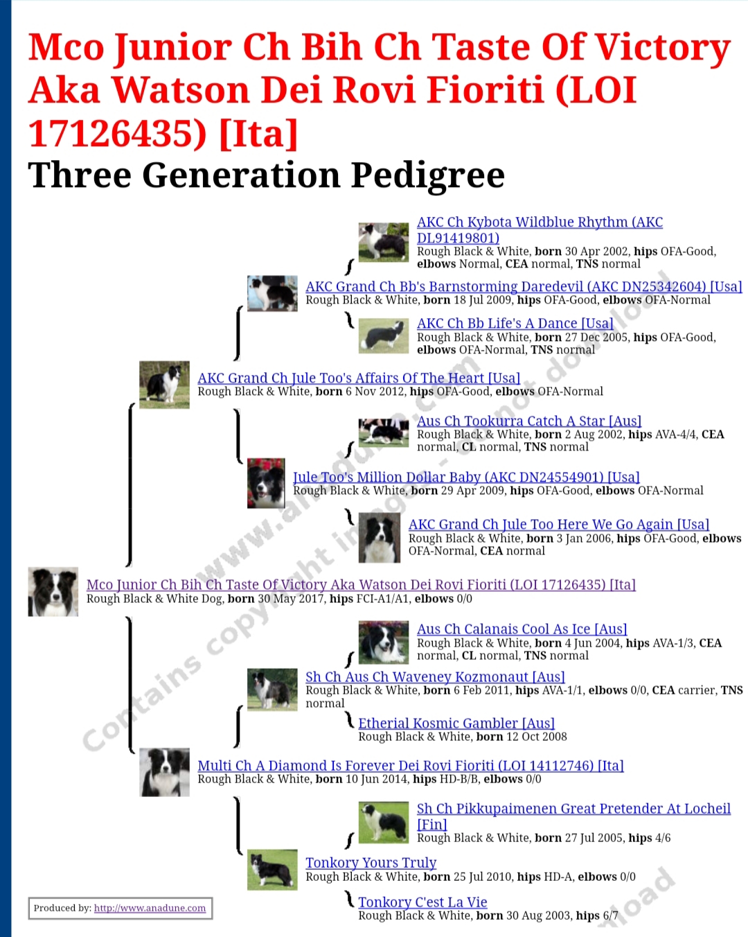 Pedigree_Border_collie-Watson