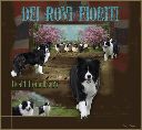 Allevamento Border Collie Dei Rovi Fioriti a Roncade Treviso