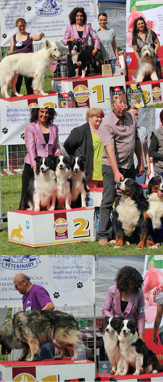 Allevamento Border Collie dei Rovi Fioriti