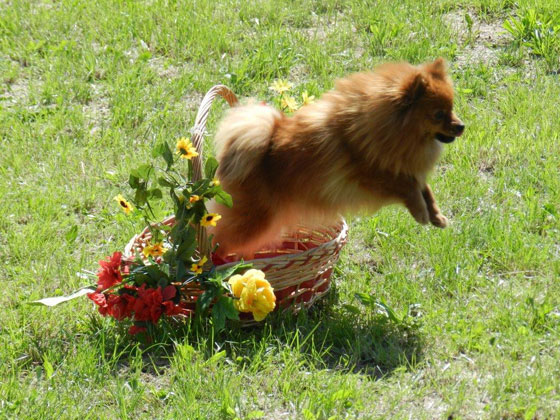 Allevamento Border Collie dei Rovi Fioriti