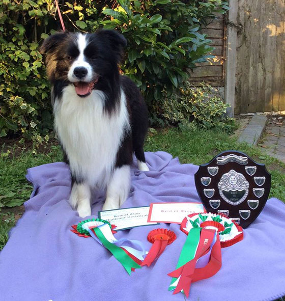 Allevamento Border Collie dei Rovi Fioriti