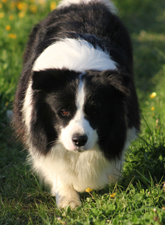 Allevamento Border Collie dei Rovi Fioriti