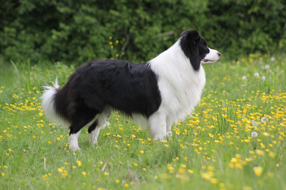 Allevamento Border Collie dei Rovi Fioriti