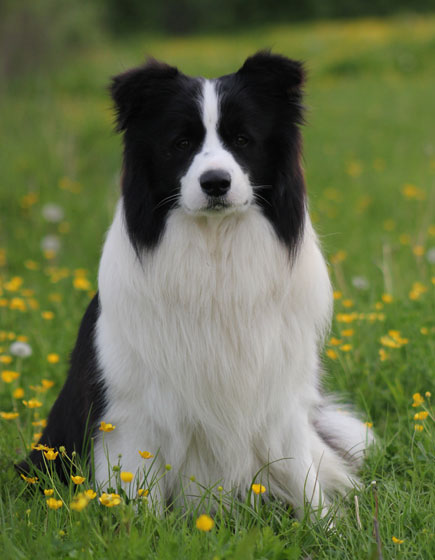 Allevamento Border Collie dei Rovi Fioriti