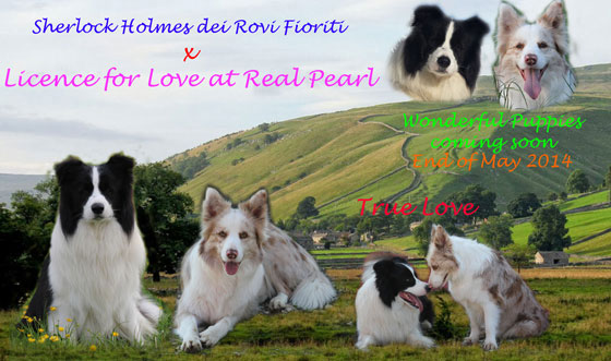 Allevamento Border Collie dei Rovi Fioriti