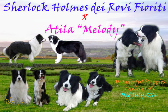 Allevamento Border Collie dei Rovi Fioriti