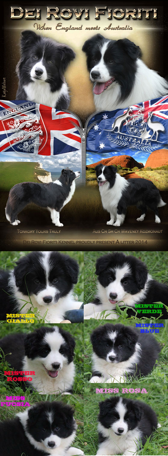 Allevamento Border Collie dei Rovi Fioriti