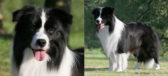 Allevamento Border Collie dei Rovi Fioriti