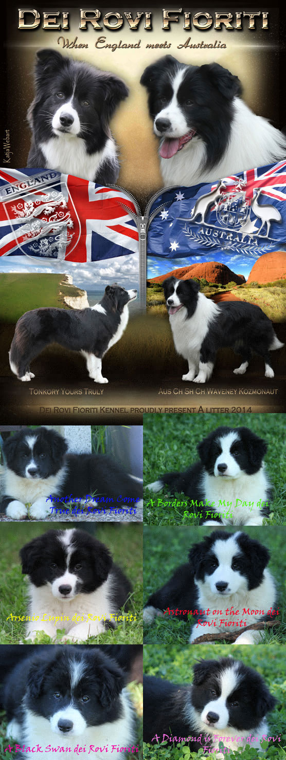 Allevamento Border Collie dei Rovi Fioriti