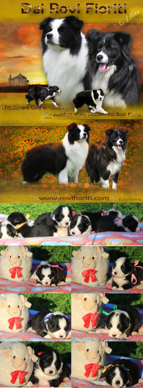 Allevamento Border Collie dei Rovi Fioriti