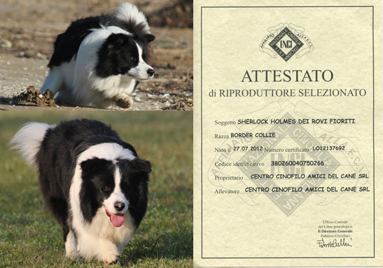 Allevamento Border Collie dei Rovi Fioriti