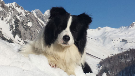 Allevamento Border Collie dei Rovi Fioriti