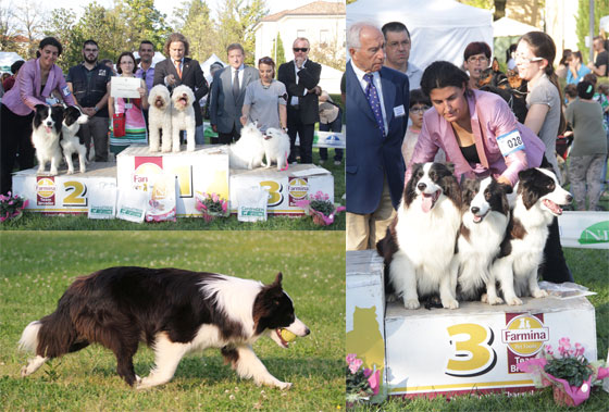 Allevamento Border Collie dei Rovi Fioriti