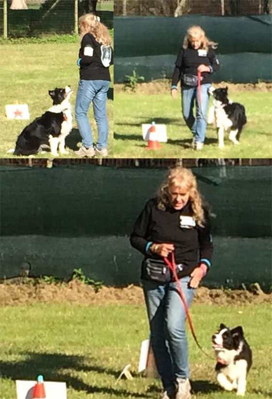 Allevamento Border Collie dei Rovi Fioriti