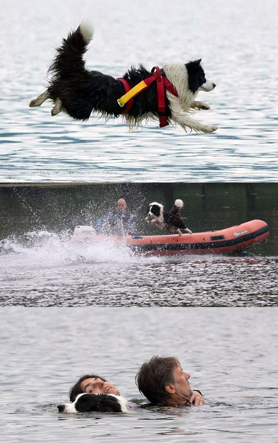 Allevamento Border Collie dei Rovi Fioriti