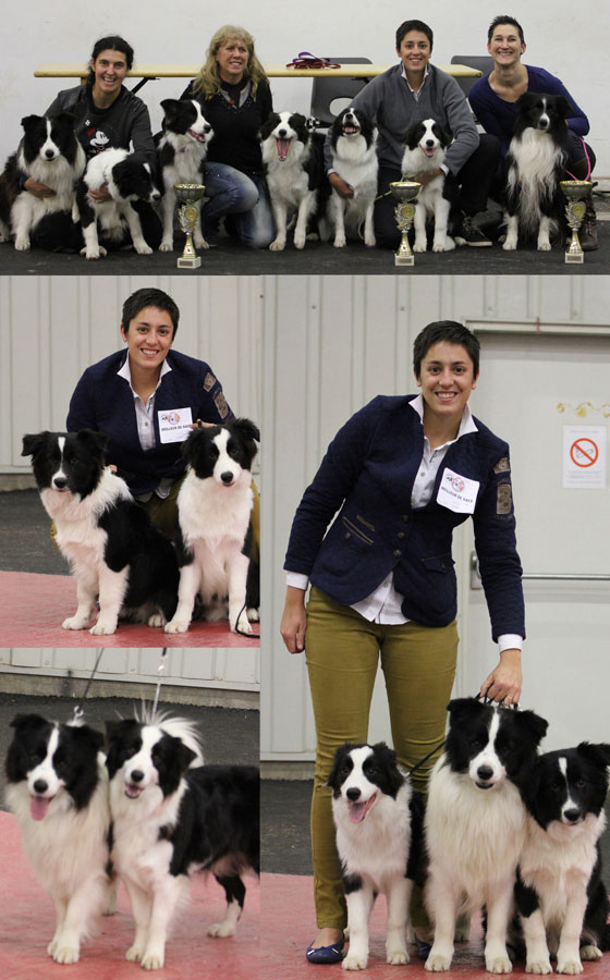 Allevamento Border Collie dei Rovi Fioriti