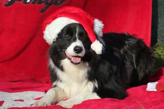 Border collie con Barbone