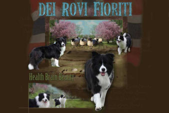 Allevamento Border Collie dei Rovi Fioriti - Roncade Treviso