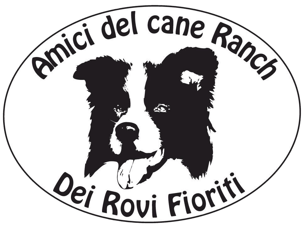 Allevamento Border Collie dei Rovi Fioriti - Roncade Treviso